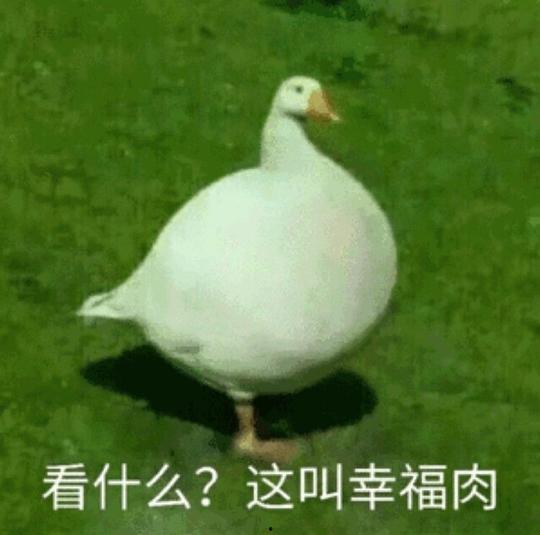 娱乐吃瓜鹅鸭视频大全,鹅鸭视频大全精彩回顾